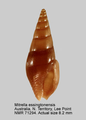 Mitrella essingtonensis (13).jpg - Mitrella essingtonensis(Reeve,1859)